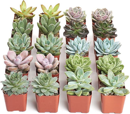 Shop Succulents Rosette Succulent Plant Pack Bulk Collection - Live Mini Succulent Plants, Low Maintenance, Floral Shaped Mix of Colors & Textures - Wedding and Party Favors, Gift & Garden, Pack of 20