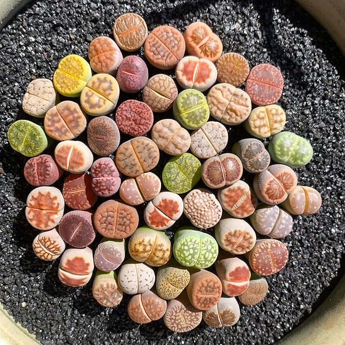 Lithops Random Mix Rare Live Succulent Plants, 30/50/100 Pcs Succulent Live Plant, Bare Root Without Pot & Soil, Indoor Office, Friend Plant Lovers Gifts