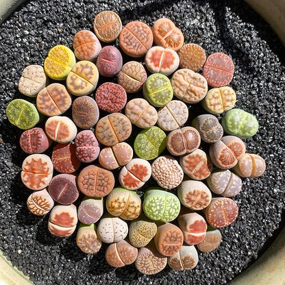 Lithops Random Mix Rare Live Succulent Plants, 30/50/100 Pcs Succulent Live Plant, Bare Root Without Pot & Soil, Indoor Office, Friend Plant Lovers Gifts