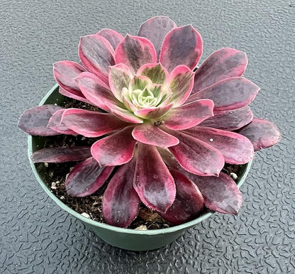 Sprout N Green Aeonium 'White Wedding Dress', Live Rare Succulent Potted 4" Planter, Real House Plant for Party Favors Home Indoor Outdoor Garden Wedding Decoration DIY Projects
