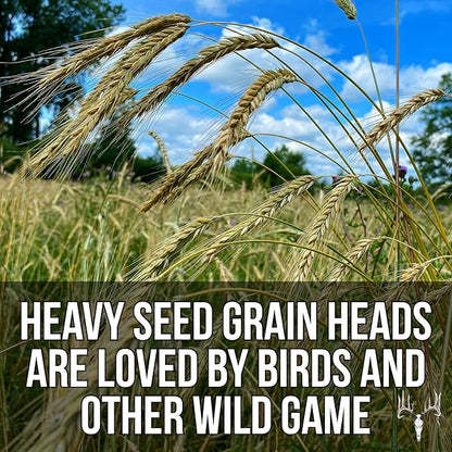 Crooked Bend Last Resort Blend, 12LB EcoPack, Winter Food Plot Seed for Deer, Cereal Grain Rye, Wheat, Barley, Triticale & Oat Seeds Grow Whitetail & Turkey Attractants & Cold Hardy Hunting Food Plots