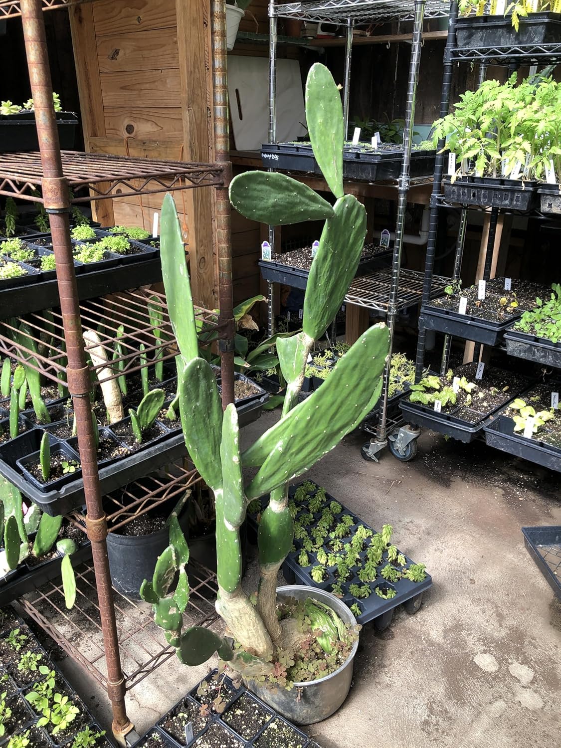 Smoke Camp Crafts Organic Prickly Pear Cactus Plant, Opuntia cochenillifera, in 2.5-inch Pot