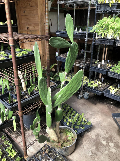 Smoke Camp Crafts Organic Prickly Pear Cactus Plant, Opuntia cochenillifera, in 2.5-inch Pot