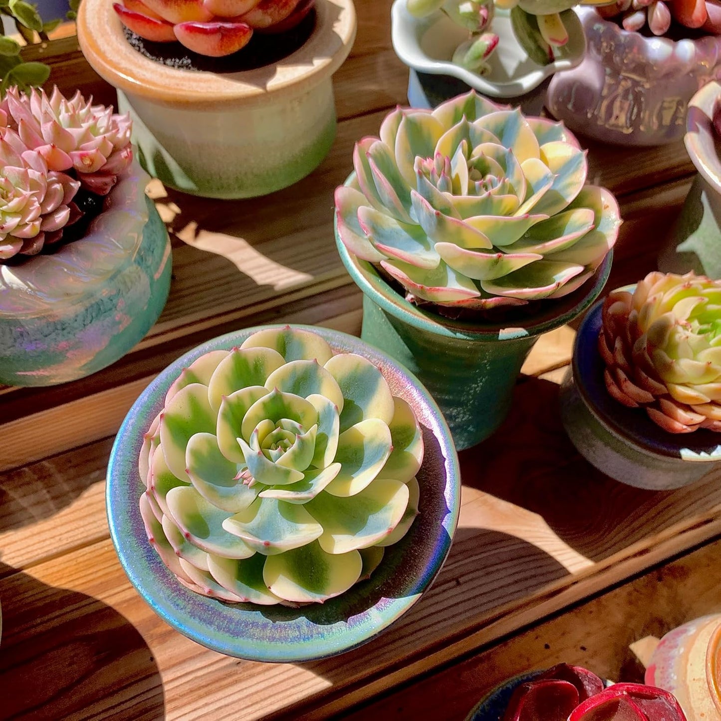 Echeveria Secunda VAR. Glauca Variegated Rare Live Succulent Plants, Green 1 Head 3.5" Live Plant, Package Without Pot & Soil, Garden Indoor Office Desk, Wedding Party Decoration, Friend Lovers Gifts