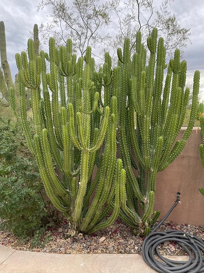 Cactus Outlet - Cactus Plants Live, Euphorbia Royaleana Live Cactus 36"+ - Rare Large Live Cactus - Landscape Ready Large Cactus Plant Live Delivered Right to Your Door