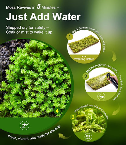 Lucky Plant Fresh Live Moss Variety Pack - Ideal for DIY Terrariums, Miniature Bonsai, Potted Plants, Reptiles, Succulents, (A Whole Piece of 8" x8" Fresh Hypnum Moss)