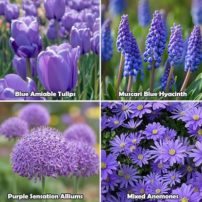 Blue Garden Flower Collection – 40 Bulbs | Rare Spring Blooming Perennials: Purple Alliums, Blue Tulips, Muscari, Anemone | Attracts Butterflies & Bees – Zones 3–9
