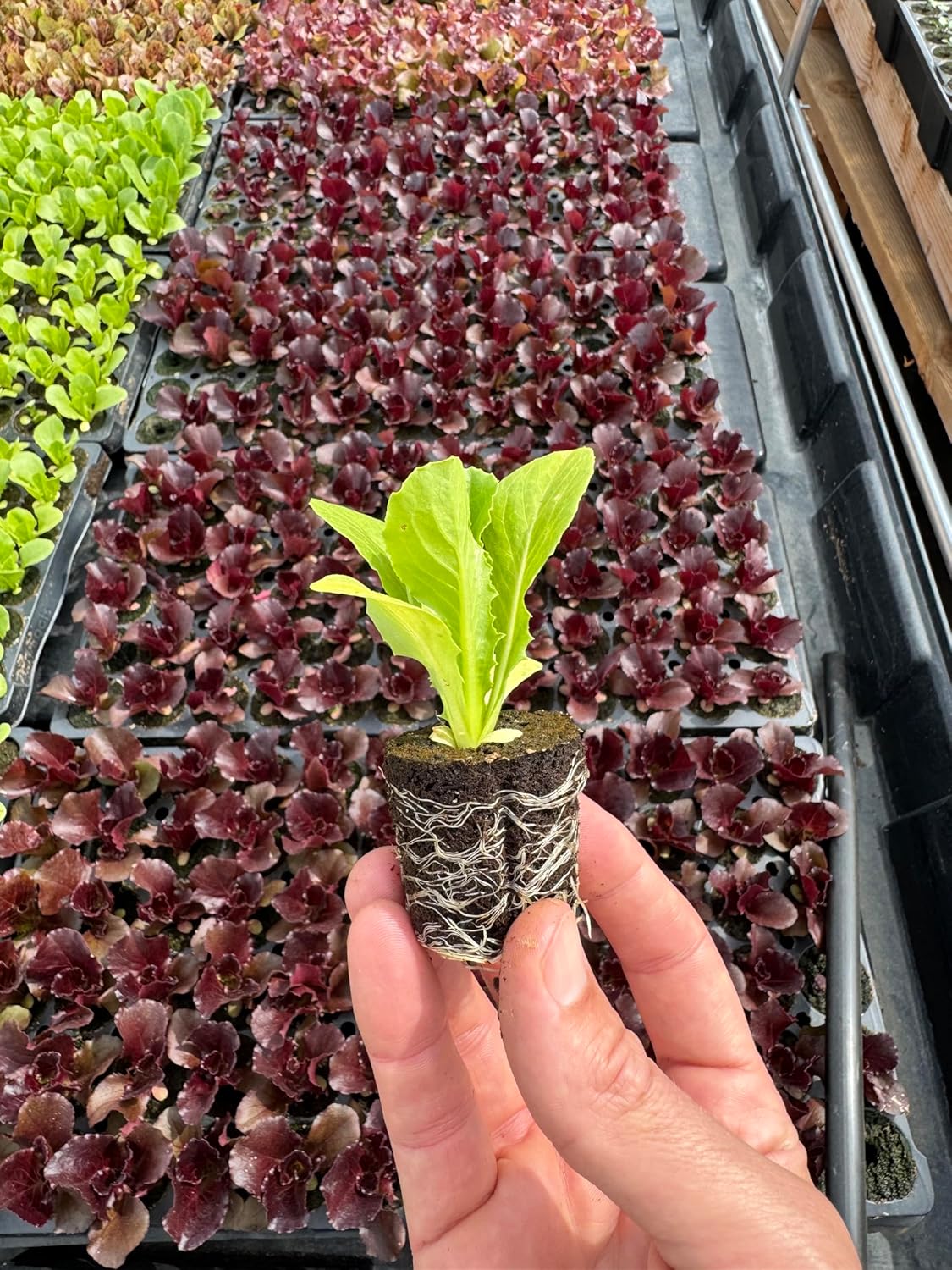 Greens Seedlings: Ready-to-Plant Seedlings, Starts, Plugs, Garden-Ready, Live Plants, Transplants, Pre-sprouted, for Soil & Hydroponic Gardens (Medium (36 seedlings))