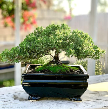 Live Dwarf Juniper Bonsai Tree | Indoor/Outdoor | 100% Handcrafted| Home and Office Décor | Best Gift for Holiday (L)