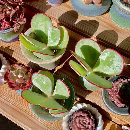 FWPP Live Succulents Plants Echeveria 'White Eyebrow' 3.5 inches,Rare Green Succulents Bare Root Without Pot Soil, Live Plants Indoor Office Decoration Wedding and Gift