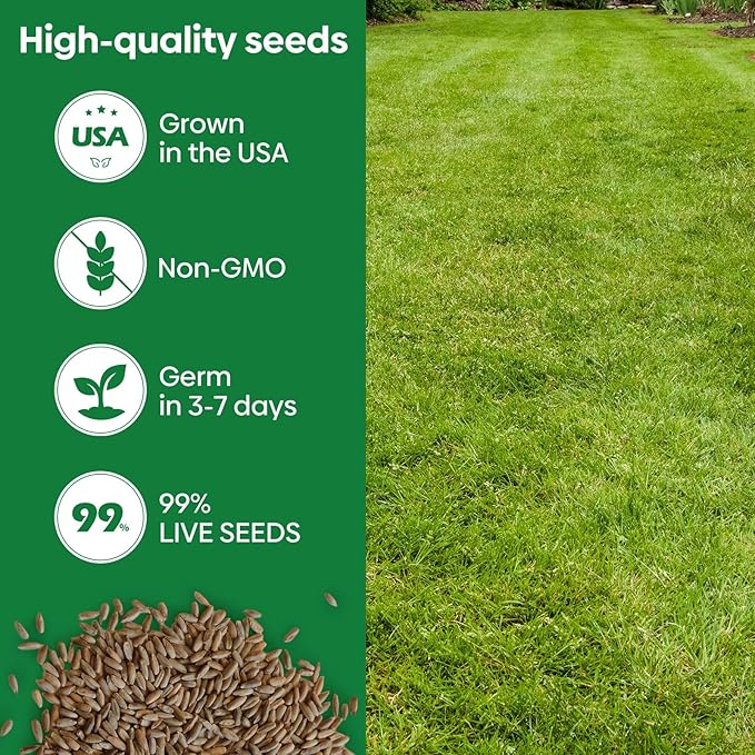 Winter Rye Seeds, 3lbs Non-GMO Cover Crop Seeds, Annual Secale Cereale to Plant for Lawn Alternative, Rye Grass Seed Grown in The USA