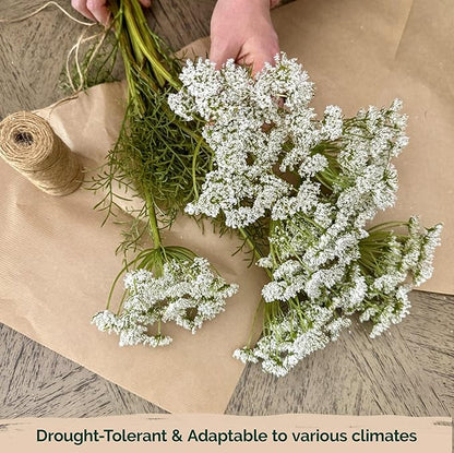 KVITER 1000 White Queen Anne's Lace Seeds (Ammi Majus) – Bishop Flower, Heirloom, Non GMO & Organic Wildflower, False Queen Annes Lace – Pollinator-Friendly Flower Seeds to Plant Outside in any Garden