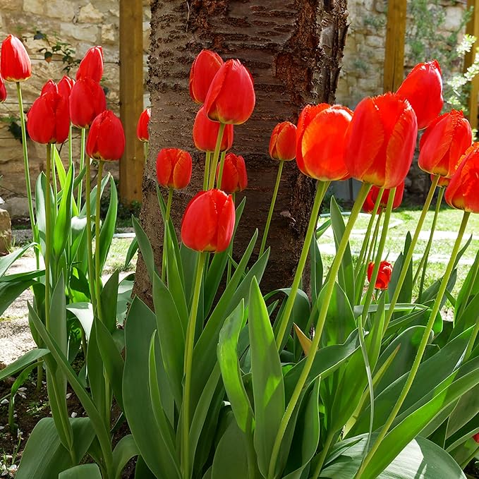 Giant Red Darwin Hybrid Tulips- 10 Bulbs – Premium Perennial Blooms | Tall, Vivid Scarlet Red Spring Flowers – Long-Lasting, for Outdoor Gardens & Fresh Cut Bouquets – Hardy Zones 3–8 (10 Bulbs)