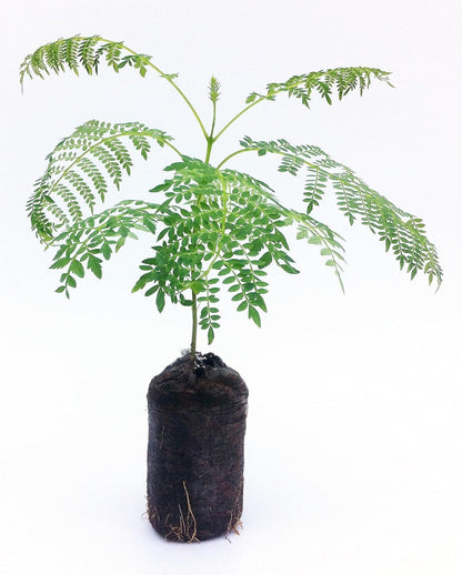 Live Blue Jacaranda Tree Seedling Starter Plug 3-6+ Inches Jacaranda mimoisaefolia