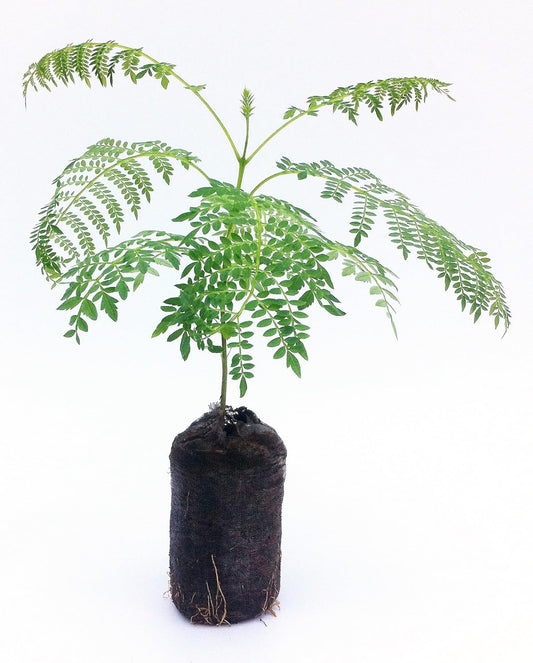 Live Blue Jacaranda Tree Seedling Starter Plug 3-6+ Inches Jacaranda mimoisaefolia