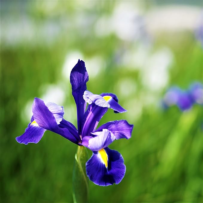 Easy to Grow Dutch Iris Telstar 20 Plant Bulbs - Blue Violet & Yellow Flowers in Spring to Summer, Full Sun Outdoor