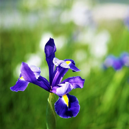 Easy to Grow Dutch Iris Telstar 20 Plant Bulbs - Blue Violet & Yellow Flowers in Spring to Summer, Full Sun Outdoor