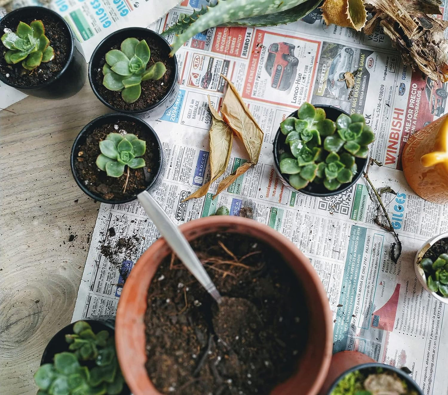 Shop Succulents Rosette Succulent Plant Pack Collection - Live Mini Succulent Plants, Low Maintenance, Floral Shaped Mix of Colors & Textures - Wedding and Party Favors, Gift & Garden, Pack of 5