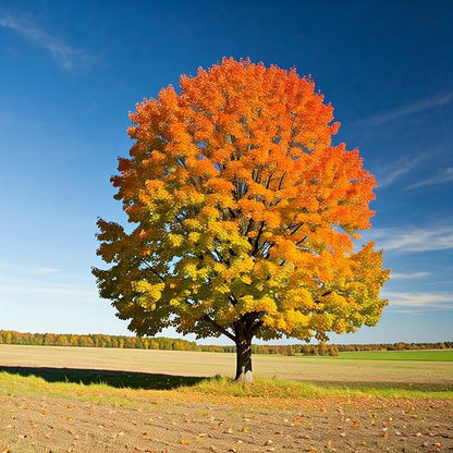 Tree Grow Kit | Easy to use | Educational | Memorial Gift | Plant It for The Planet | Grow Your Own Tree |Wide Selection to Choose from (Sugar Maple)