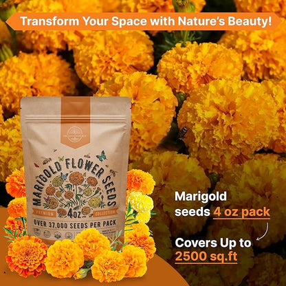 Marigold Seeds Pack 4 oz - Over 37,000 Non-GMO Heirloom Marigold Seeds for Planting Indoor & Outdoor Gardening, Flower Seed for Planting Home and Garden, Flowers Seed in Individual Packet