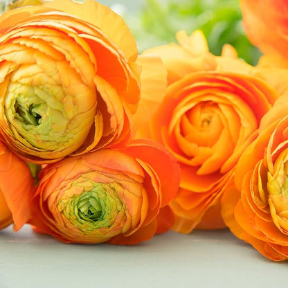 Easy to Grow Ranunculus Tecolote Gold 10 Plant Bulbs - Orange Yellow Flowers in Spring, Full Sun Outdoor Zones 8-10, Mediterranean Carlsbad Flower Fields