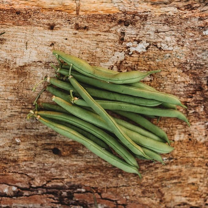 Provider Bush Green Bean - 4oz Bulk (~400 Seeds) - Heirloom & Open-Pollinated Variety, USA-Grown, Non-GMO Green Bean Seeds for Planting Outdoors in Containers or The Home Garden, Thresh Seed Company