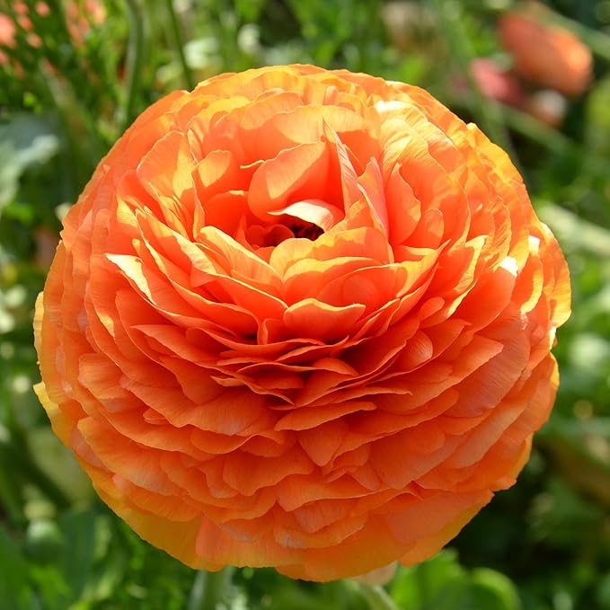 Easy to Grow Ranunculus Tecolote Sunset 10 Plant Bulbs - Bright Orange Flowers in Spring, Full Sun Outdoor Zones 8-10, Mediterranean Carlsbad Flower Fields