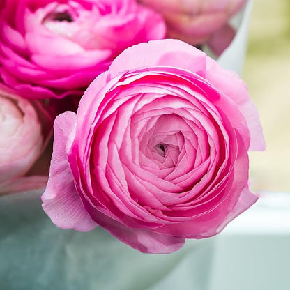 Easy to Grow Ranunculus Tecolote Pink - 10 Plant Bulbs, Pink Flowers in Spring, Full Sun Mediterranean Carlsbad Flower Fields