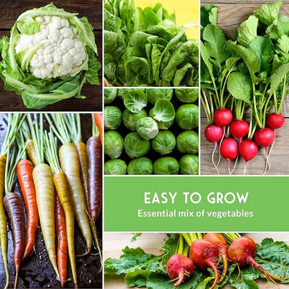 Fall & Winter Vegetable Seed Collection – 8 Packs of Non-GMO Heirloom Seeds for Planting Vegetables | Autumn & Indoor Gardening Seed Pack – Survival Garden Seeds