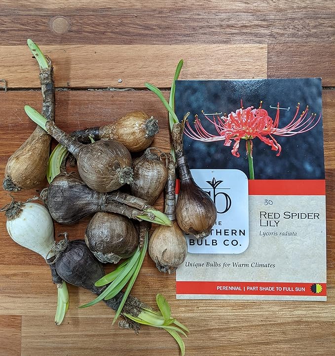 Heirloom Red Spider Lily (Lycoris Radiata) Bulbs, Fall Blooming Perennial, Perfect for Southern Climates, Pack of 10 Bulbs by The Southern Bulb Company