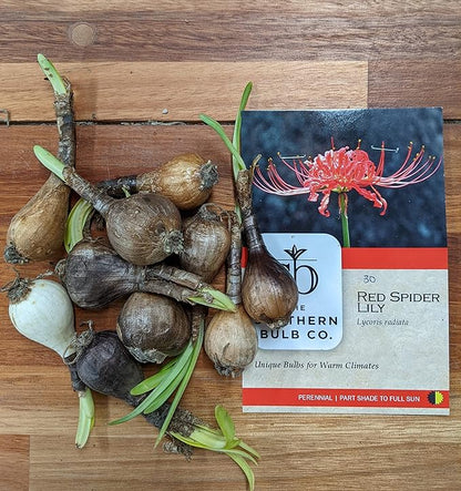 Heirloom Red Spider Lily (Lycoris Radiata) Bulbs, Fall Blooming Perennial, Perfect for Southern Climates, Pack of 10 Bulbs by The Southern Bulb Company