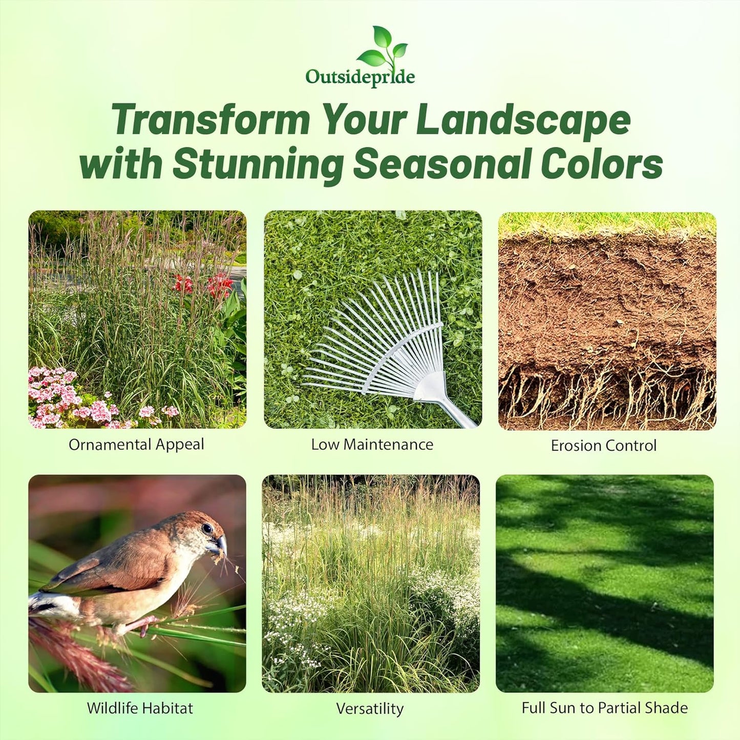 Outsidepride Perennial Andropogon Big Bluestem Grass Seed - 10 lbs. Warm Season, Drought Resistant, Native Prairie Grass Seed, Ideal for Erosion Control, Ornamental Landscaping & Wildlife Gardens