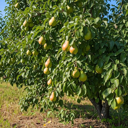 Tree Grow Kit | Easy to use | Educational | Memorial Gift | Plant It for The Planet | Grow Your Own Tree |Wide Selection to Choose from (Pear)