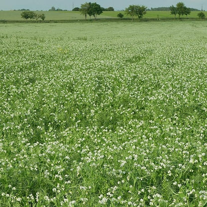 Arivka Pea Garden Seeds - 25 g Packet ~130 Seeds - Non-GMO Green Pea Seeds - Microgreens & Cover Crop - AKA: Arivka Field Pea