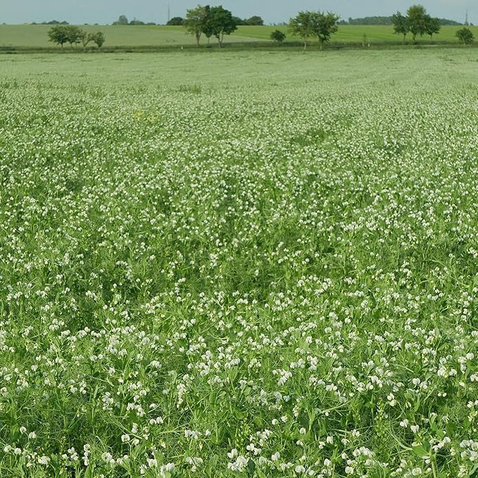 Arivka Pea Seeds - 25 Lb Bulk ~57,600 Seeds - Non-GMO Green Pea Seed - Microgreens & Farm, Garden Cover Crop - AKA: Arivka Field