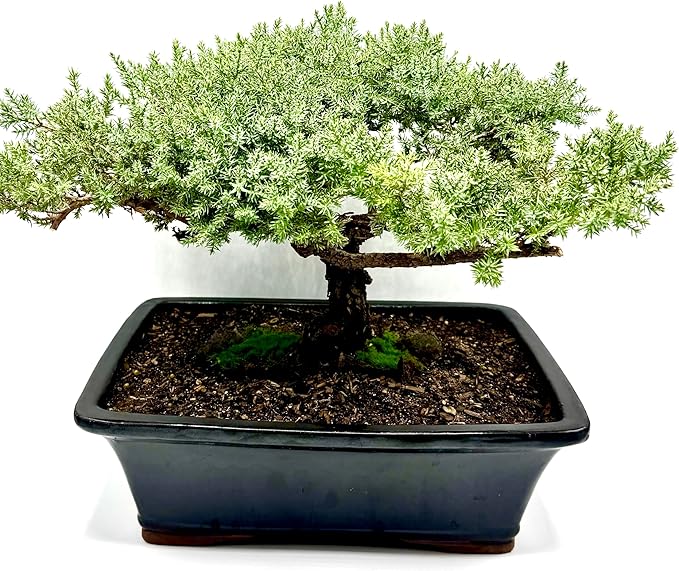 Live Dwarf Juniper Bonsai Tree 15+Years Old | Juniper or Jade Bonsai Tree | Indoor/Outdoor | 100% Handcrafted| Home and Office Décor | Best Gift for Holiday (style4)