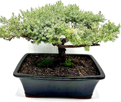 Live Dwarf Juniper Bonsai Tree 15+Years Old | Juniper or Jade Bonsai Tree | Indoor/Outdoor | 100% Handcrafted| Home and Office Décor | Best Gift for Holiday (style4)