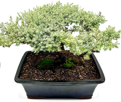 Live Dwarf Juniper Bonsai Tree 15+Years Old | Juniper or Jade Bonsai Tree | Indoor/Outdoor | 100% Handcrafted| Home and Office Décor | Best Gift for Holiday (style4)