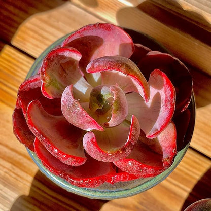 FWPP Cotyledon orbiculata ‘Variegated Heart of Moon’Live Succulent Plant in 2 Inch Pot, Red-Edged Variegated Leaves, Fully Rooted Easy Care Houseplant, Great Gift for Plant Lovers & Indoor Decor