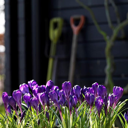 Easy to Grow Crocus Flower Record 20 Plant Bulbs - Violet Purple Flowers in Early Spring, Full Sun Outdoor Zones 3-8