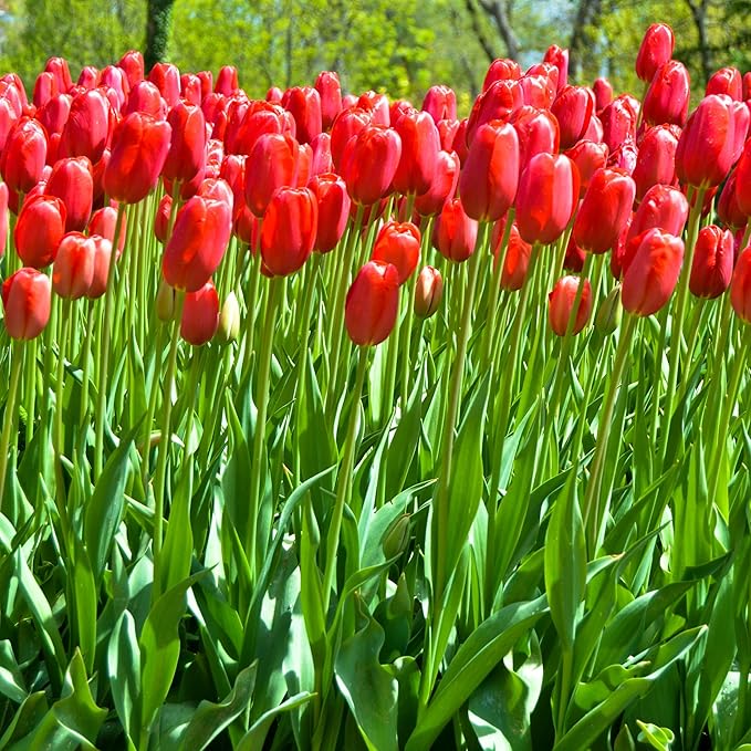 Giant Red Darwin Hybrid Tulips- 10 Bulbs – Premium Perennial Blooms | Tall, Vivid Scarlet Red Spring Flowers – Long-Lasting, for Outdoor Gardens & Fresh Cut Bouquets – Hardy Zones 3–8 (10 Bulbs)