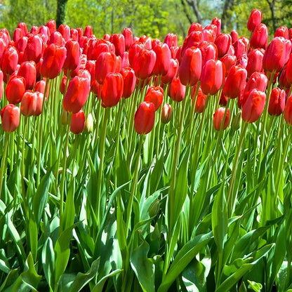 Giant Red Darwin Hybrid Tulips- 10 Bulbs – Premium Perennial Blooms | Tall, Vivid Scarlet Red Spring Flowers – Long-Lasting, for Outdoor Gardens & Fresh Cut Bouquets – Hardy Zones 3–8 (10 Bulbs)