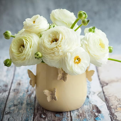 Easy to Grow Ranunculus Tecolote White - 10 Plant Bulbs, White Flowers in Spring, Full Sun Mediterranean Carlsbad Flower Fields