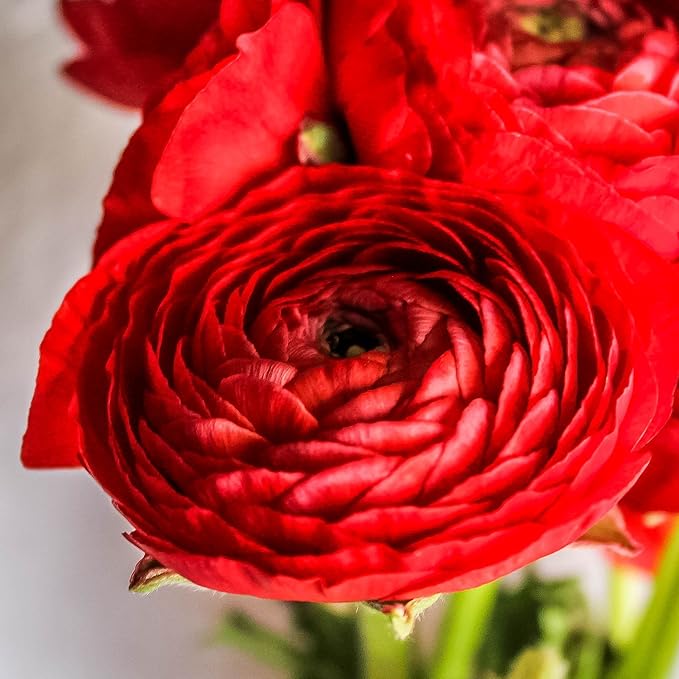 Easy to Grow Ranunculus Tecolote Red 10 Plant Bulbs - Red Flowers in Spring, Full Sun Outdoor Zones 8-10, Mediterranean Carlsbad Flower Fields