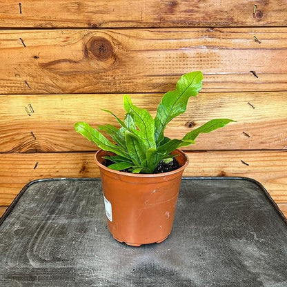 Microsorum Musifolium Crocodile Fern, 4" Plant