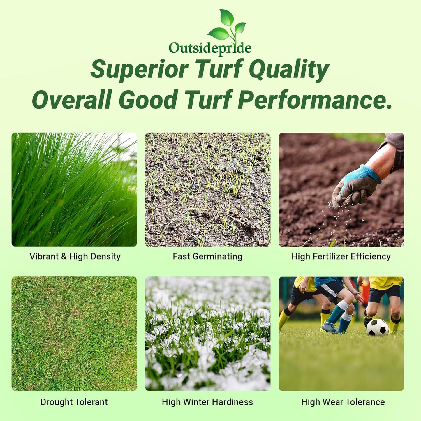 Outsidepride Royal TXD Bermuda Grass Seed Blend - 2 lbs. Warm Season, Fast Growing Turf Grass Seeds: Heat & Drought Tolerant, Ideal for Home Lawns & Sports Fields, Dense & Lush Green Coverage
