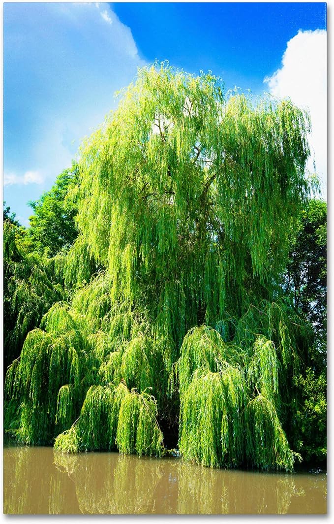 4 Bright Green Weeping Willow Cuttings, Grow 4 Trees - Wisconsin Weeping Willow Root Stock -