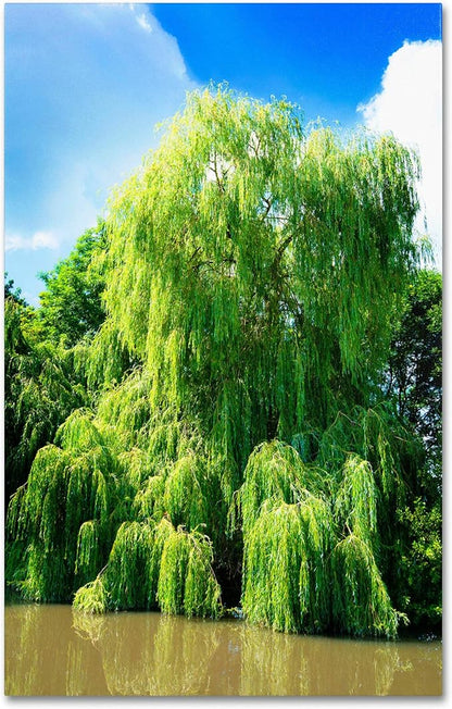 4 Bright Green Weeping Willow Cuttings, Grow 4 Trees - Wisconsin Weeping Willow Root Stock -