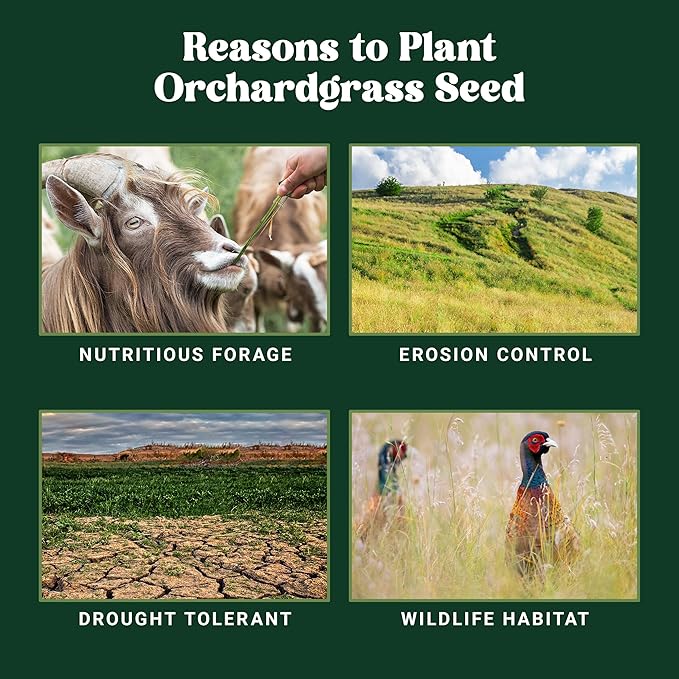 Nature’s Seed Orchardgrass, Pasture Grass Seed, Shade Tolerant, Cool-Season Perennial for Forage, Hay, Cattle, Grazing, 5 lbs