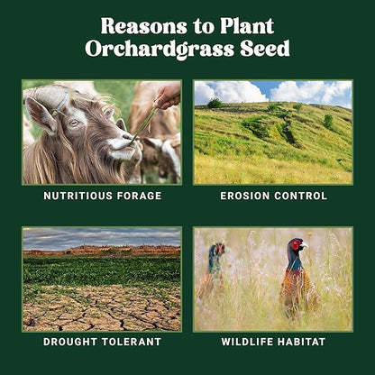 Nature’s Seed Orchardgrass, Pasture Grass Seed, Shade Tolerant, Cool-Season Perennial for Forage, Hay, Cattle, Grazing, 5 lbs